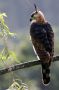 Trinidad2005 - 064 * Ornate Hawk-Eagle.